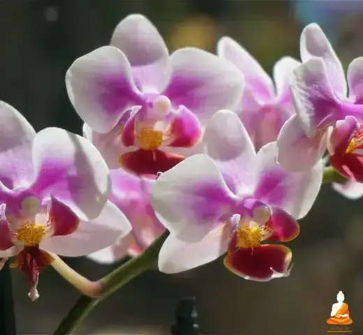 Nằm Mơ Thấy Hoa Hồng Đánh Con Gì