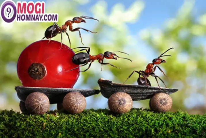 Nằm Mơ Thấy Kiến Cắn Đánh Số May