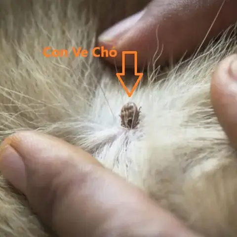 Nằm Mơ Thấy Ký Sinh Trùng Trong Người Nằm Mơ Thấy Ký Sinh Trùng Trong Người