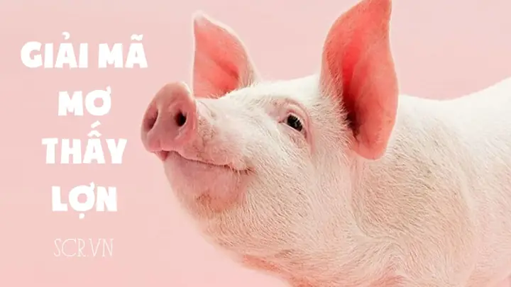 Nằm Mơ Thấy Lòng Lợn Đánh Đề Con Gì Nằm Mơ Thấy Lòng Lợn Đánh Đề Con Gì