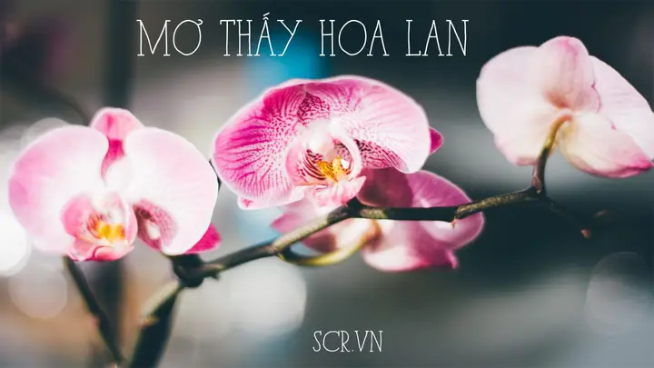 Nằm Mơ Thấy Lòng Lợn Đánh Đề Con Gì Nằm Mơ Thấy Lòng Lợn Đánh Đề Con Gì