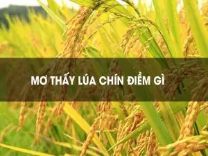 Nằm Mơ Thấy Lúa Chín Vàng Đánh Con Gì