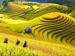 Nằm Mơ Thấy Lúa Chín Vàng Đánh Con Gì