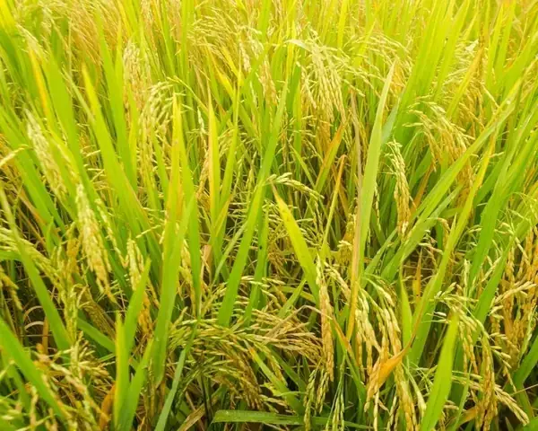Nằm Mơ Thấy Lúa Chín Vàng Đánh Con Gì