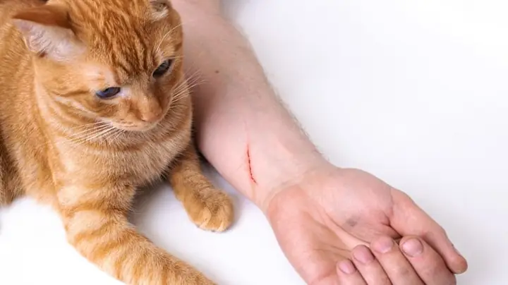 Nằm Mơ Thấy Mèo Cắn Chân Đánh Số May