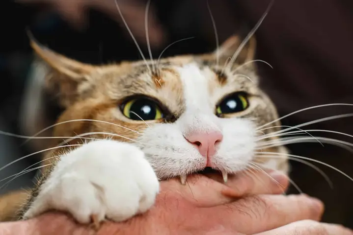 Nằm Mơ Thấy Mèo Cắn Đánh Số May