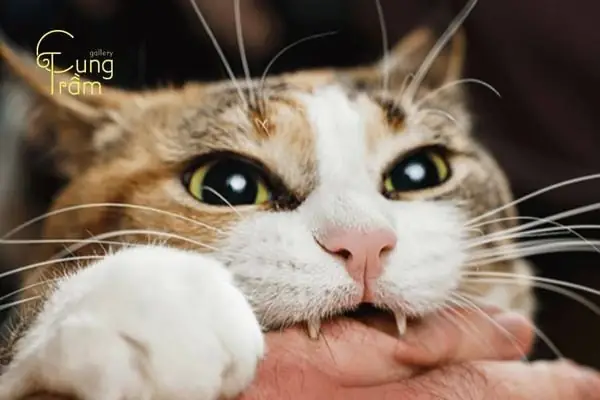 Nằm Mơ Thấy Mèo Cắn Là Điềm Báo Gì