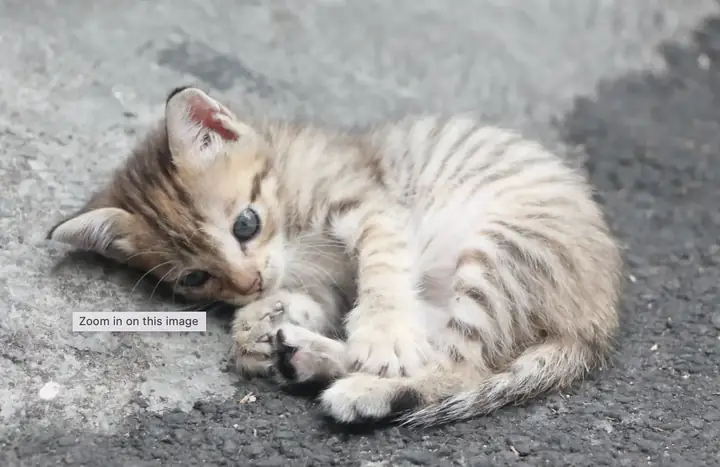 Nằm Mơ Thấy Mèo Cắn Là Điềm Báo Gì