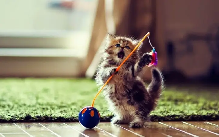 Nằm Mơ Thấy Mèo Cắn Là Điềm Báo Gì