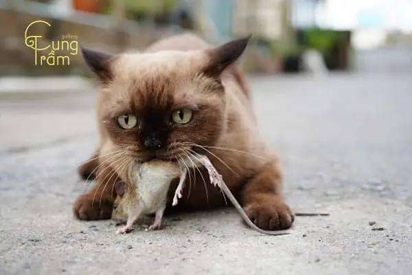 Nằm Mơ Thấy Mèo Cắn Vào Tay Chảy Máu