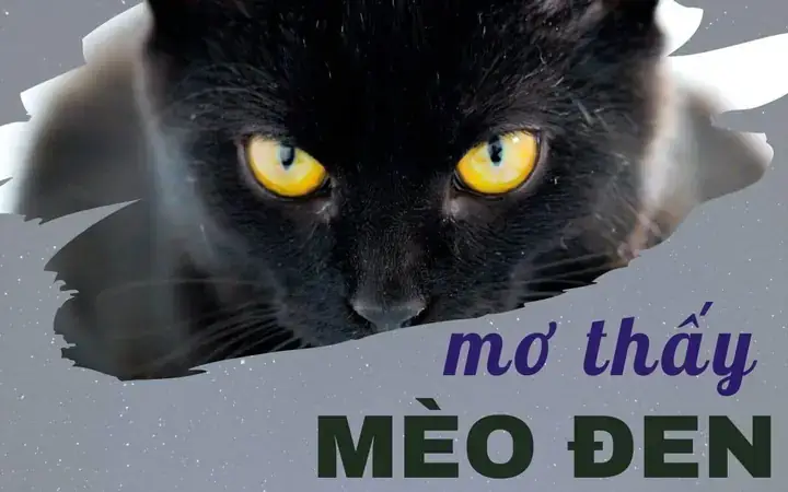 Nằm Mơ Thấy Mèo Cắn Vào Tay Chảy Máu Nằm Mơ Thấy Mèo Cắn Vào Tay Chảy Máu