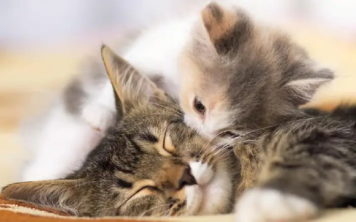 Nằm Mơ Thấy Mèo Đẻ Con Đánh Số May