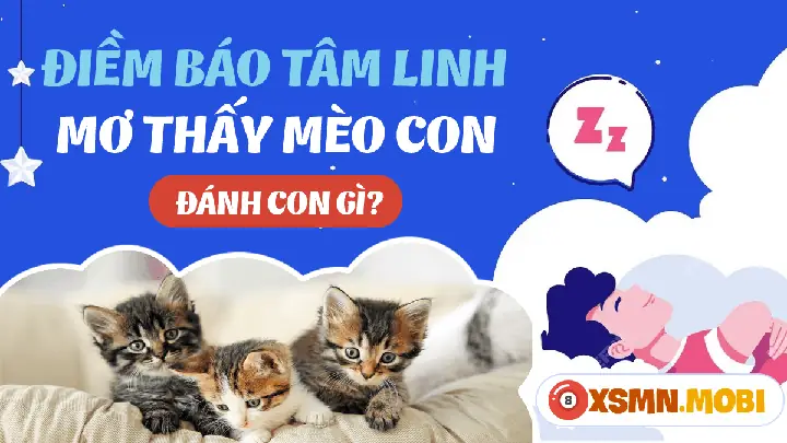 Nằm Mơ Thấy Mèo Đẻ Là Điềm Báo Gì Nằm Mơ Thấy Mèo Đẻ Là Điềm Báo Gì