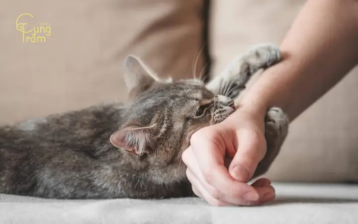 Nằm Mơ Thấy Mèo Đen Cắn Vào Tay