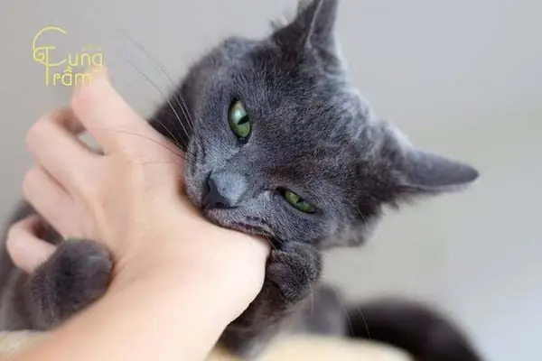 Nằm Mơ Thấy Mèo Đen Cắn Vào Tay