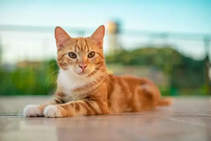 Nằm Mơ Thấy Mèo Đen Đánh Số May