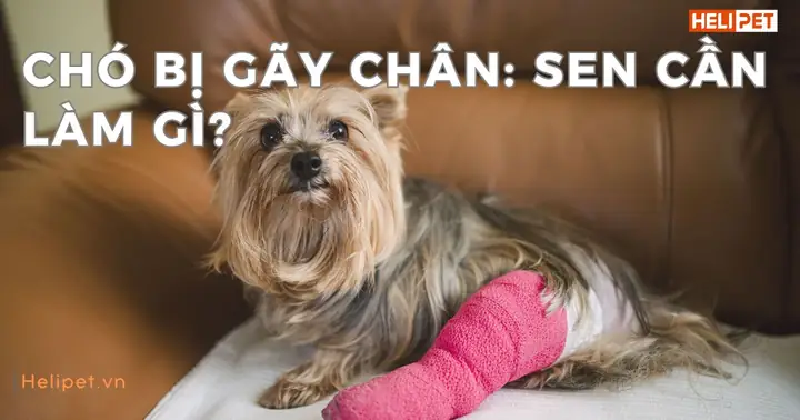 Nằm Mơ Thấy Mình Bị Gãy Chân Đánh Con Gì Nằm Mơ Thấy Mình Bị Gãy Chân Đánh Con Gì
