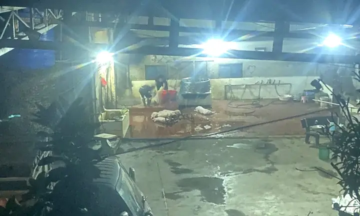 Nằm Mơ Thấy Mổ Lợn Đánh Con Gì Nằm Mơ Thấy Mổ Lợn Đánh Con Gì