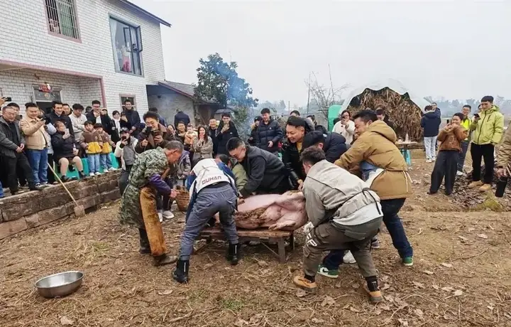 Nằm Mơ Thấy Mổ Lợn Đánh Con Gì