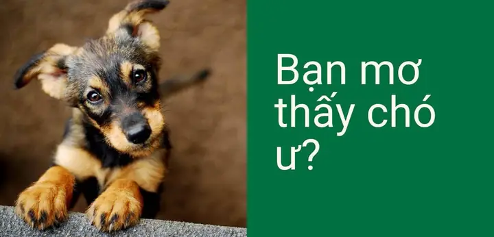 Nằm Mơ Thấy Nhiều Chó Đánh Số May