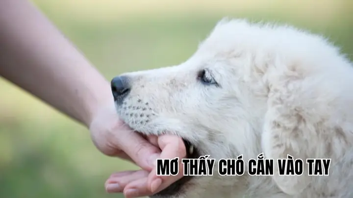 Nằm Mơ Thấy Nhiều Chó Đánh Số May