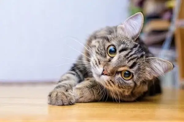 Nằm Mơ Thấy Nhiều Mèo Đánh Con Gì