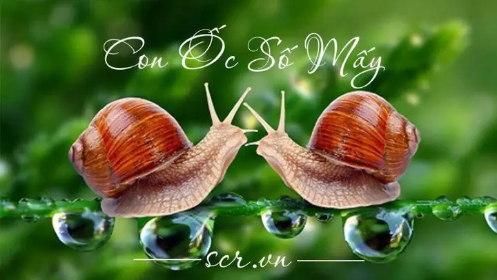 Nằm Mơ Thấy Nhiều Ốc Đánh Đề Con Gì