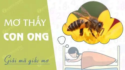Nằm Mơ Thấy Ong Đuổi Đánh De Con Gì