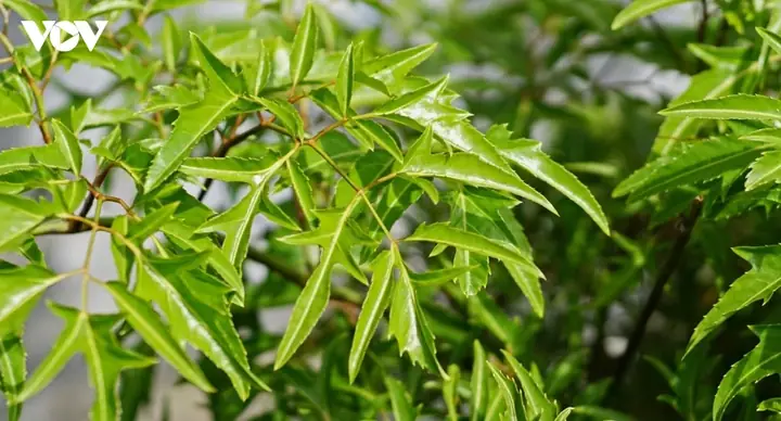 Nằm Mơ Thấy Quả Nhãn Đánh Đề Con Gì Nằm Mơ Thấy Quả Nhãn Đánh Đề Con Gì