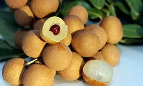 Nằm Mơ Thấy Quả Nhãn Đánh Đề Con Gì Nằm Mơ Thấy Quả Nhãn Đánh Đề Con Gì