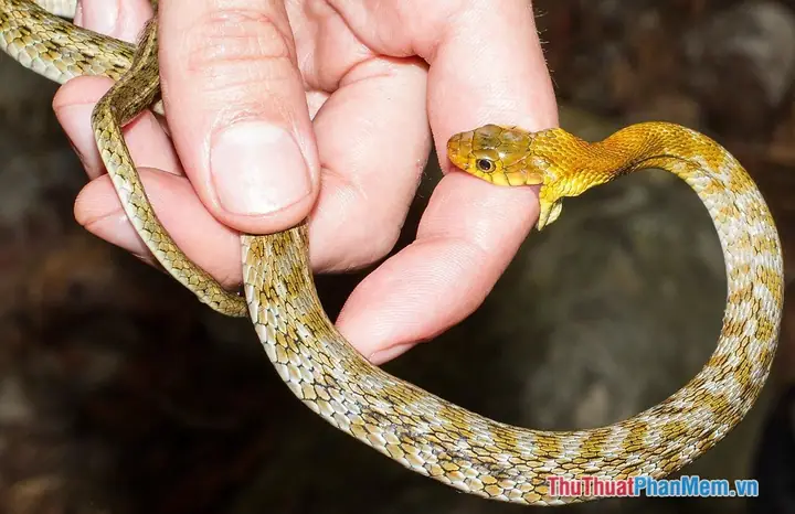 Nằm Mơ Thấy Rắn Cắn Vào Chân Trái