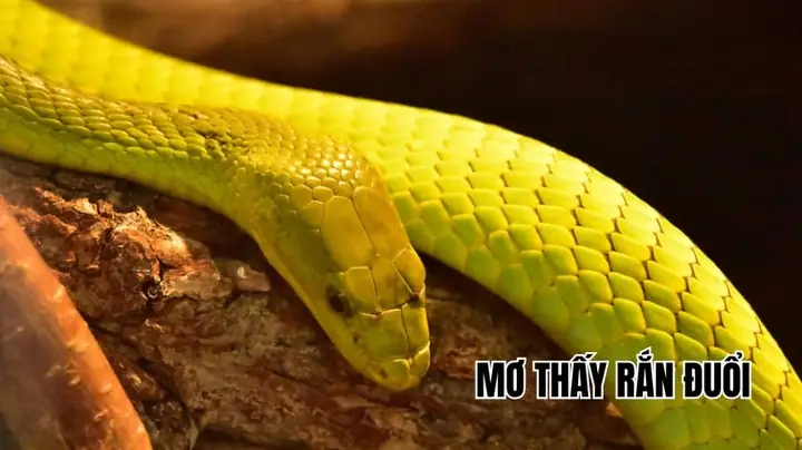 Nằm Mơ Thấy Rắn Đuổi Đánh Đề Con Gì