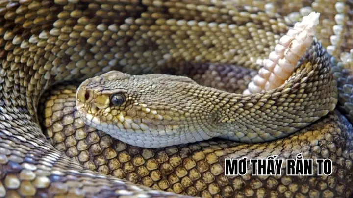 Nằm Mơ Thấy Rắn Khổng Lồ Đánh Con Gì