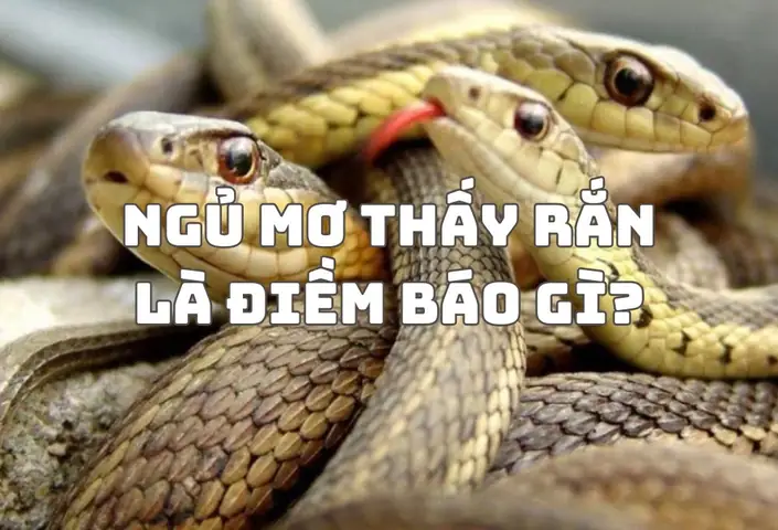 Nằm Mơ Thấy Rắn Nhiều Đầu La Điềm Gì Nằm Mơ Thấy Rắn Nhiều Đầu La Điềm Gì