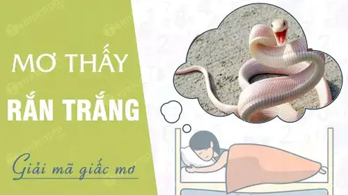 Nằm Mơ Thấy Rắn Trắng Đánh Con Gì