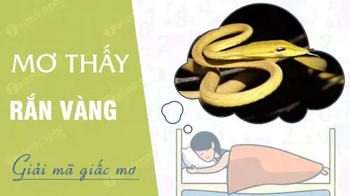 Nằm Mơ Thấy Rắn Vàng Đánh Con Gì