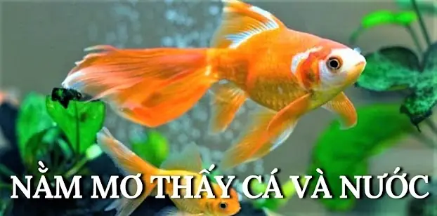 Nằm Mơ Thấy Rất Nhiều Cá Bơi Trong Nước Đánh Con Gì
