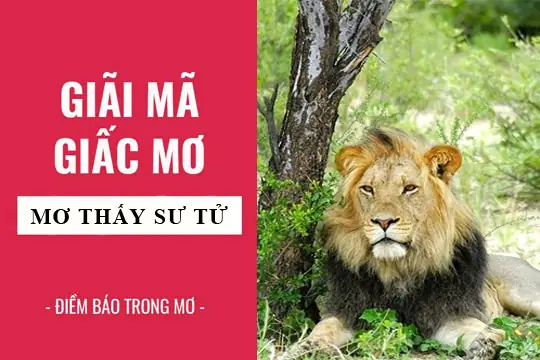 Nằm Mơ Thấy Sư Tử Đánh Số Gì