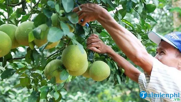 Nằm Mơ Thấy Trái Cây Là Số May