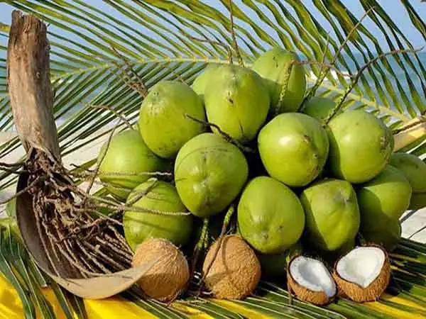 Nằm Mơ Thấy Trái Dừa Đánh Số May