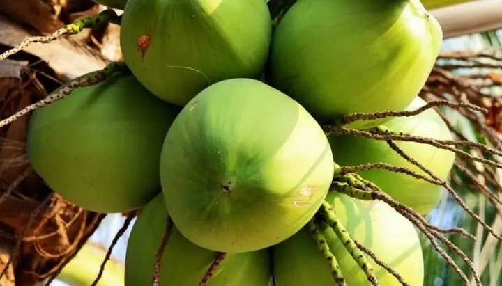 Nằm Mơ Thấy Trái Dừa Đánh Số May