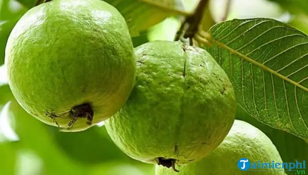 Nằm Mơ Thấy Trái Ổi Đánh Đề Con Gì