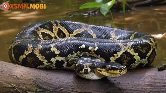 Nằm Mơ Thấy Trăn Khổng Lồ Đánh Con Gì