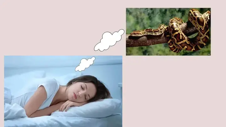 Nằm Mơ Thấy Trăn Khổng Lồ Màu Đen Nằm Mơ Thấy Trăn Khổng Lồ Màu Đen