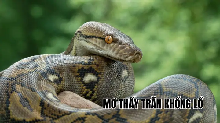 Nằm Mơ Thấy Trăn Khổng Lồ Màu Đen Nằm Mơ Thấy Trăn Khổng Lồ Màu Đen