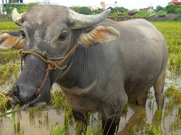 Nằm Mơ Thấy Trâu Là Điềm Báo Gì