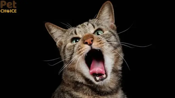 Nghe Tiếng Mèo Kêu Điềm Báo Gì Nghe Tiếng Mèo Kêu Điềm Báo Gì