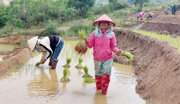 Ngủ Mơ Thấy Mình Đi Cấy Đánh De Con Gì
