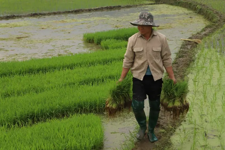 Ngủ Mơ Thấy Mình Đi Cấy Đánh De Con Gì