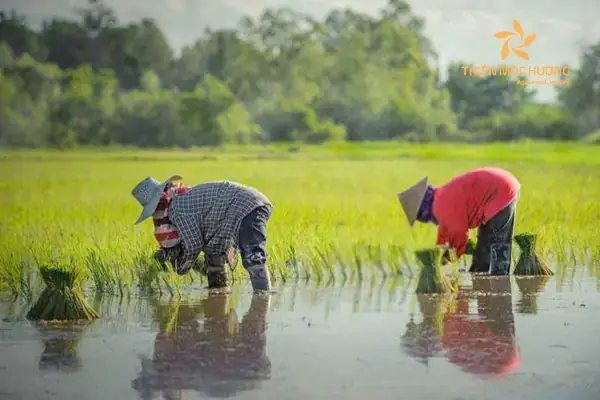 Ngủ Mơ Thấy Mình Đi Cấy Đánh De Con Gì